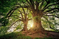 Un albero per ogni bambino nato o che viene adottato: dalla Regione nel 2021 contributi ai Comuni per 40.500 euro